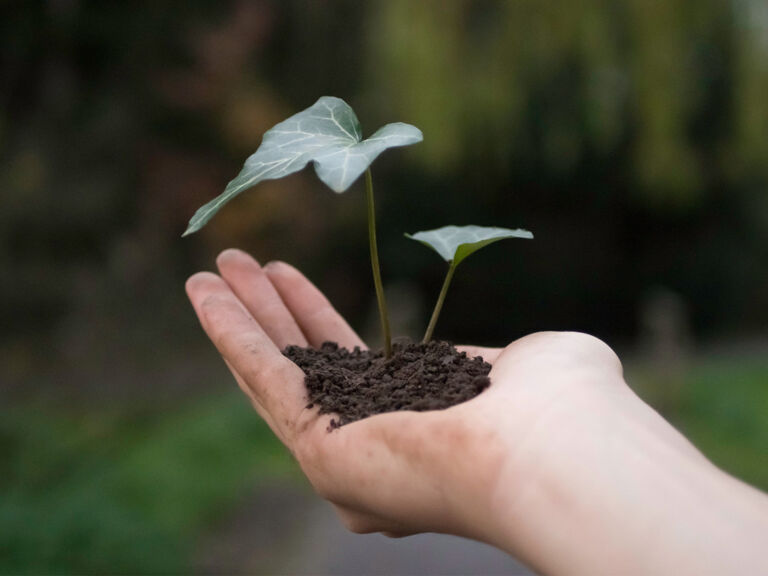 Efeu in der Hand